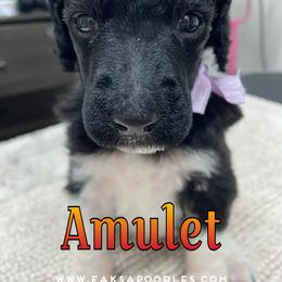 Poodle Puppies from Faksa Standard Poodles