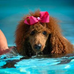 Poodles from Darla's Legacy Red Standard Poodles