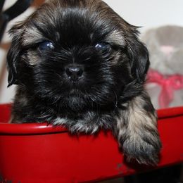 Boy 1 - Gold male Shih Tzu puppy in Craig, Colorado from Rocky Mountain Shih Tzus and Dry Creek Miniature Dachshunds