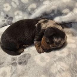 Casanova - Dapple male Dachshund puppy in Tonopah, Arizona from Desert Diamond Dachshunds