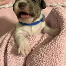 Boy 2 - Parti male Miniature Schnauzer puppy in Dunlap, Tennessee from Beards of Glory
