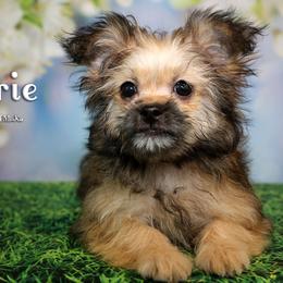 Brie - Black female Mi-Ki puppy in Elizabeth, Colorado from Royal T Mi-Kis