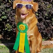 Nova Scotia Duck Tolling Retrievers from Soaring Heart Kennels