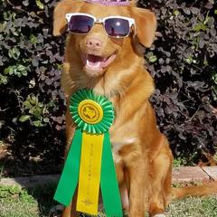 Nova Scotia Duck Tolling Retrievers from Soaring Heart Kennels