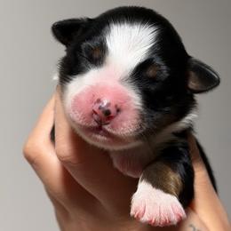 Melody AKC - Black tri-color female Australian Shepherd puppy in Polk City, Florida from Skaky Shepherds