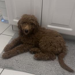 Goldendoodle puppies from Oodles of Doodles in Florida