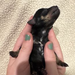 Matthew - Black and silver male Miniature Schnauzer puppy in Crestview, Florida from 850Schnauzers