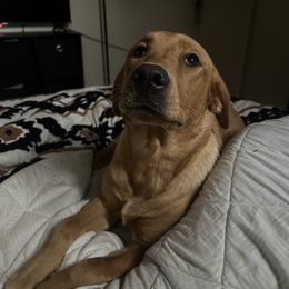 Dachshund and Labrador Retriever Puppies from Honeydew Ranch