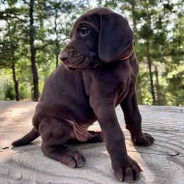 German Shorthaired Pointer Puppies from Kahaka Kennels