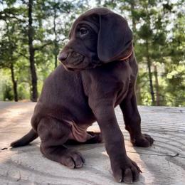 German Shorthaired Pointer Puppies from Kahaka Kennels
