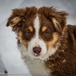 Miniature Australian Shepherd All Grown Up from Tincture of Thyme