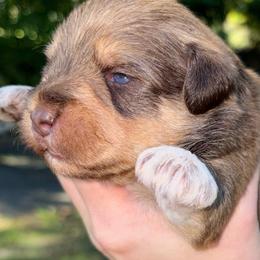 Sable boy - Salt and pepper male Miniature Schnauzer puppy in Hillsville, Virginia from Valley View Schnauzers
