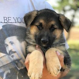 German Shepherd Puppies from Lost Creek German Shepherds LLC