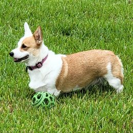 Dixie - Pembroke Welsh Corgi