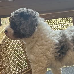 Bernedoodles from Banner Bernedoodles