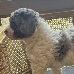 Bernedoodles from Banner Bernedoodles