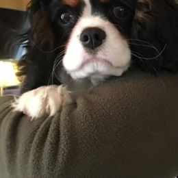 Cavalier King Charles Spaniel Puppies from Kilmaren Cavaliers