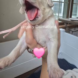 Honeybee - White and lemon female Dalmatian puppy in Janesville, Wisconsin from Legacy Dalmatians