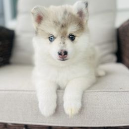 Cardinal - Merle male Pomsky puppy in Memphis, Missouri from Happy Hills Kennels