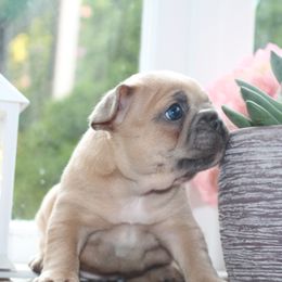 French Bulldog Puppies from 5th Avenue French Bulldogs