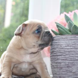 French Bulldog Puppies from 5th Avenue French Bulldogs