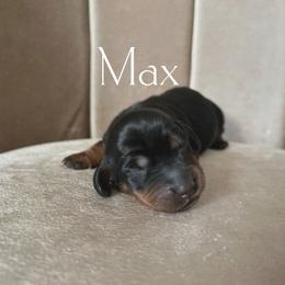 Max - Black and tan male Dachshund puppy in Henry, Virginia from Dumbledore's AKC Mini Dachshunds