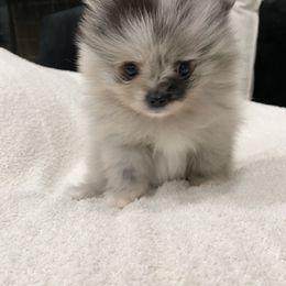 Bulldog and Pomeranian Puppies from Pawsh Poms