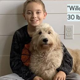 Willow - Goldendoodle