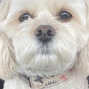 Cavachons and Cavalier King Charles Spaniels from Terrie’s Cavalier’s