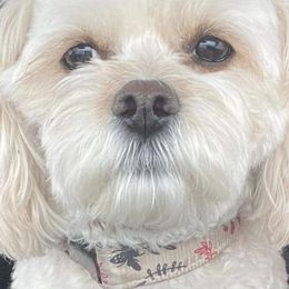 Cavachons and Cavalier King Charles Spaniels from Terrie’s Cavalier’s