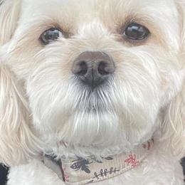 Cavachons and Cavalier King Charles Spaniels from Terrie’s Cavalier’s
