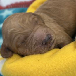 REX-red collar - Red  male Goldendoodle puppy in Chino Valley, Arizona from Whiskey Row Royals