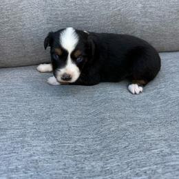 Tito - Black tri male Miniature Australian Shepherd puppy in Marion, Michigan from Highland Hills Mini Aussies