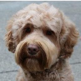 Australian Labradoodle adult dog