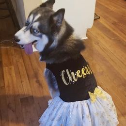 Siberian Huskies from Dream Team Huskies