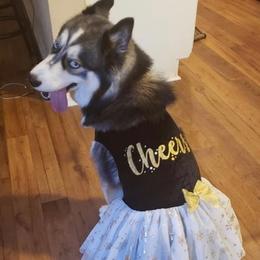 Siberian Huskies from Dream Team Huskies