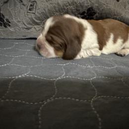 Lucy - Liver white and tan female English Springer Spaniel puppy in Coeur D'alene, Idaho from Springer Hollow