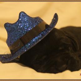 Labrador Retriever Puppies from Mythic Labradors, LLC