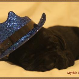 Labrador Retriever Puppies from Mythic Labradors, LLC