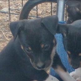 Waylon - Black white and tan male Rat Terrier puppy in Harbison Canyon, California from Manumit Rat Terriers
