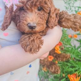 Poodle Puppies from Nystrom Clan Pups