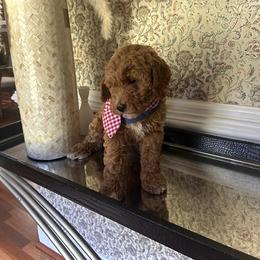 Valery - Red  female Goldendoodle puppy in Mint Hill, North Carolina from DoodleForever