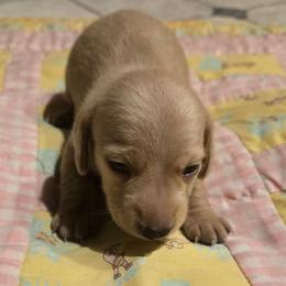 AKC Buckwheat - Red male Dachshund puppy in Onalaska, Texas from Weenies on the Lake