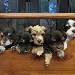 Miniature Schnauzers from Arsement Farms