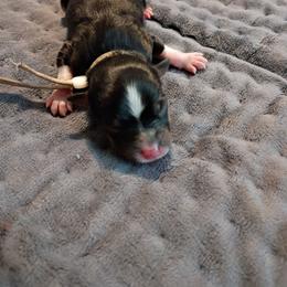 Clover (White Collar) - Black tri-color female Australian Shepherd puppy in Okeechobee, Florida from Rothsolid Puppies