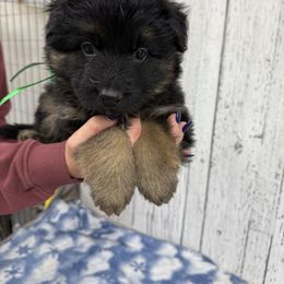 Trixie green - Black and red female German Shepherd puppy in Herrick, South Dakota from Dakota Shepherds Kennels