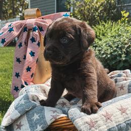 2nd pick chocolate male - Chocolate male Labrador Retriever puppy in Suffolk County, New York from South Shore Labradors