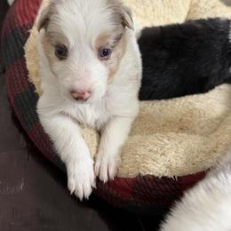 Teddy - Red merle male Border Collie puppy in Seguin, Texas from Geronimo Creek Border Collies