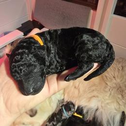 Nyx - Black female Mudi puppy in Bolingbrook, Illinois from Szomorú Füz Mudi Kennel/Weeping Willow Mudi Kennel