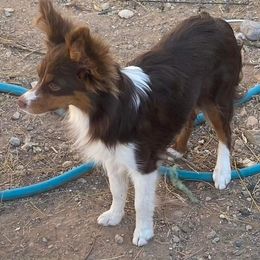 Missy - Miniature Australian Shepherd